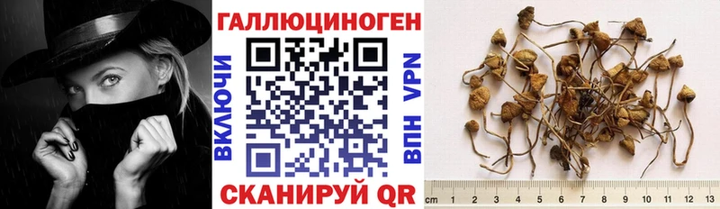Галлюциногенные грибы Psilocybine cubensis  Жиздра 